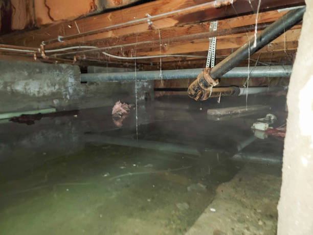 Best Water damage restoration company  in Coker, AL
