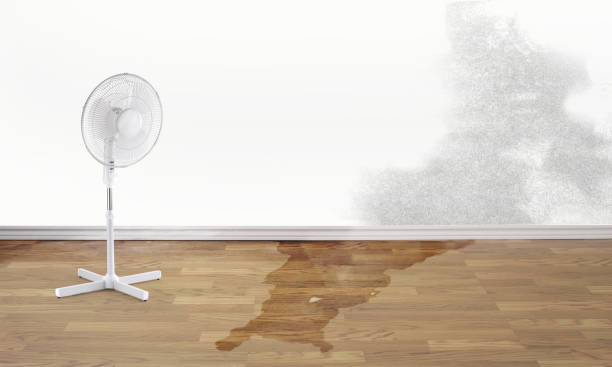 Best Flood damage cleanup  in Coker, AL